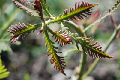 Quercus dentata 'Pinnatifida'-dub zubatý 'Pinnatifida' - jarní listy